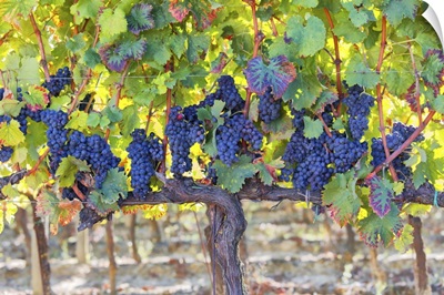 Vineyards Of Sagrantino Di Montefalco In Autumn, Umbria, Italy