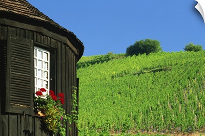 Vineyards on hillside behind circular timbered house, Alsace, France