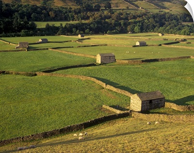 Walled fields and barns, Yorkshire Dales National Park, Yorkshire, England