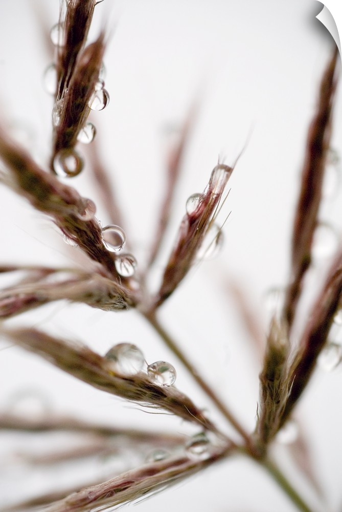 Water droplets on grass, Dali, Yunnan, China, Asia