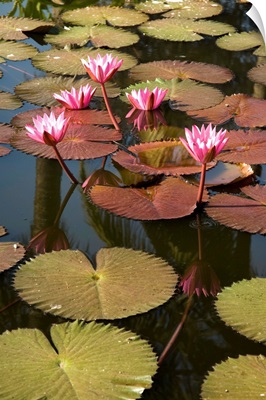 Water lilies, Goa, India, Asia