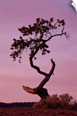 Weathered pine tree at dawn, Capitol Reef National Park, Utah, USA