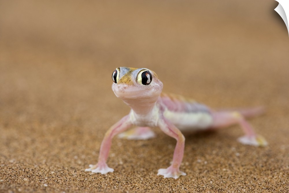 Webfooted gecko, Namib Desert, Namibia, Africa