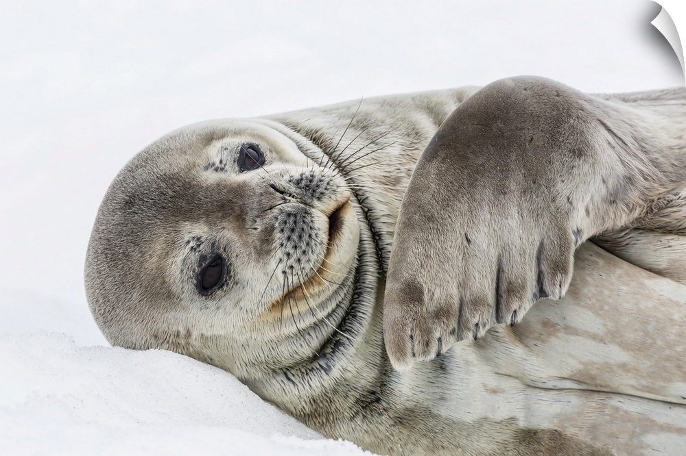 Weddell seal (Leptonychotes weddellii) resting on ice at Half Moon Island, South Shetland Island Group, Antarctica, Polar ...
