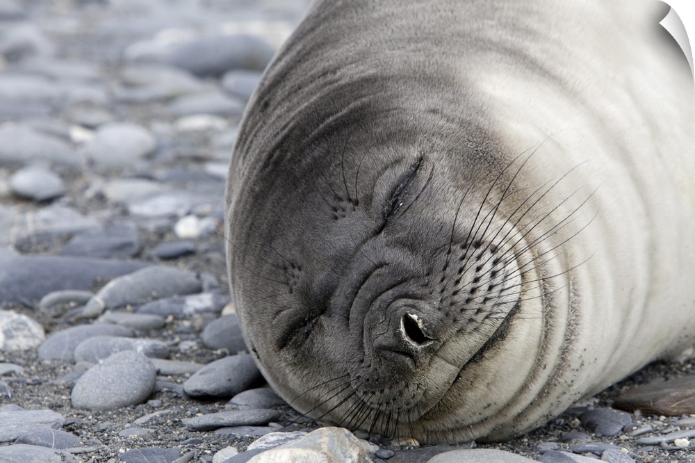 Weddell seal (Leptonychotes weddellii), Salisbury Plain, South Georgia, Antarctic, Polar Regions