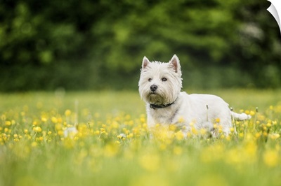 West Highland Terrier standing in a field of yellow flowers, United Kingdom, Europe