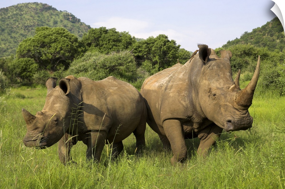 White rhino, with calf in Pilanesberg game reserve, North West Province, South Africa