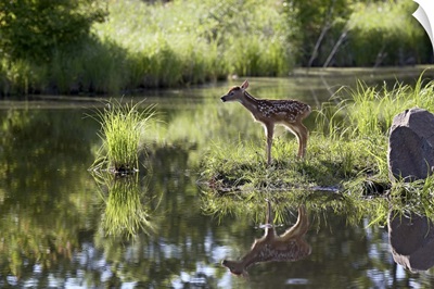 Whitetail deer fawn with reflection, in captivity, Sandstone, Minnesota