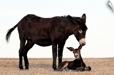 Wild burro jenny biting its foal's ear, Custer State Park, South Dakota
