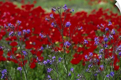 Wild flowers and poppies, Anatolia, Turkey, Asia Minor, Eurasia