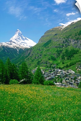 Wild flowers in a meadow with the town of Zermatt and the Matterhorn behind, Switzerland