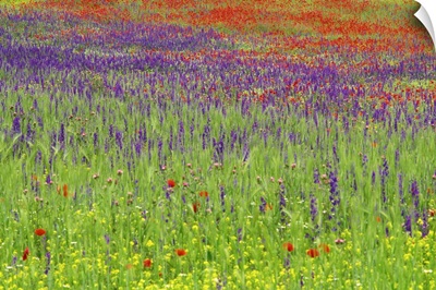 Wild flowers in a spring meadow, Castile la Mancha, Spain