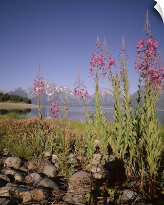 Wild flowers, Jackson Lake, Grand Teton National Park, Wyoming