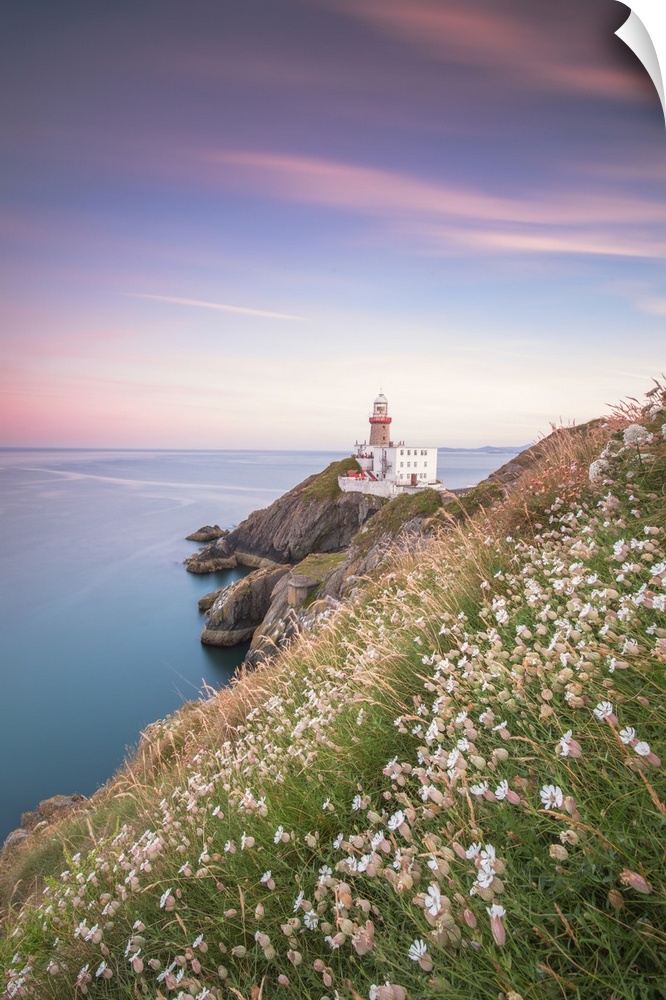 Wild flowers with Baily Lighthouse in the background, Howth, County Dublin, Republic of Ireland, Europe