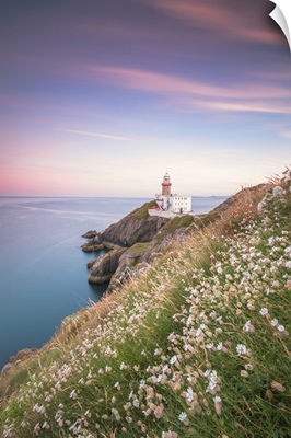 Wild Flowers With Baily Lighthouse In The Background, Howth, County Dublin, Ireland