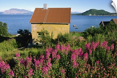 Willowherb on Harstad Bay, north Norway, Scandinavia
