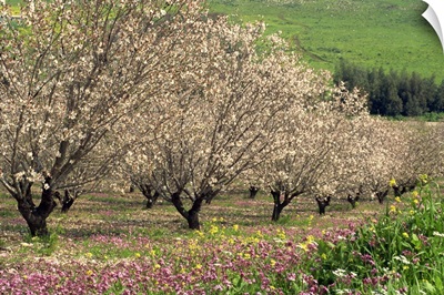 Winter flowers and almond trees in blossom in Lower Galilee, Israel, Middle East