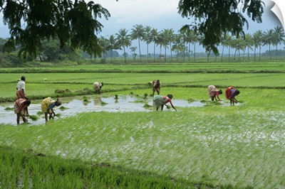 Workers in the rice fields near Madurai, Tamil Nadu state, India, Asia
