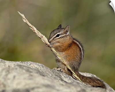 Yellow Pine Chipmunk Eating A Grass Head, Yellowstone National Park, Wyoming