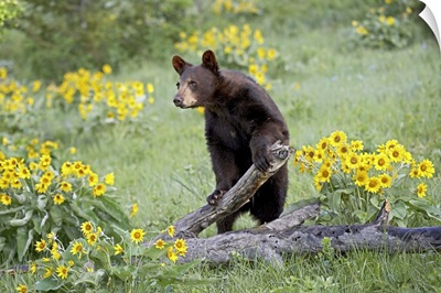 Young black bear a year and a half old, Bozeman, Montana