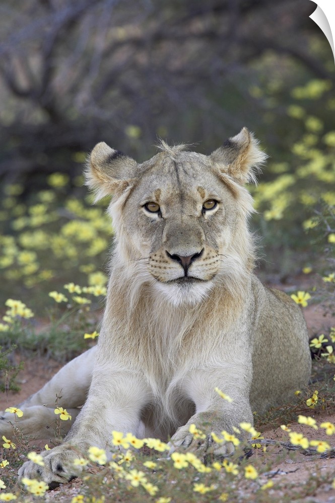 Young male lion, Kgalagadi Transfrontier Park, South Africa