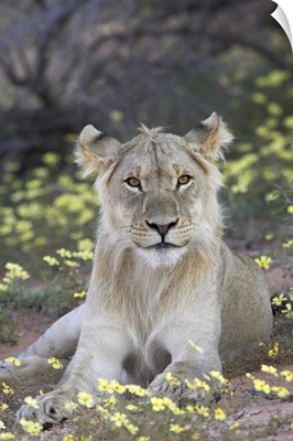 Young male lion, Kgalagadi Transfrontier Park, South Africa