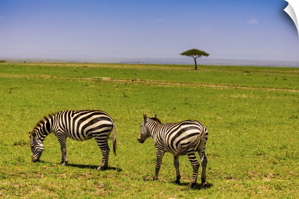 Zebras in the Maasai Mara National Reserve, Kenya, East Africa, Africa