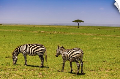 Zebras In The Maasai Mara National Reserve, Kenya