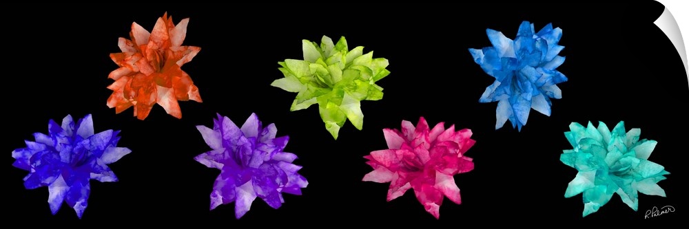 A long horizontal design of vivid colored flowers on a black backdrop.