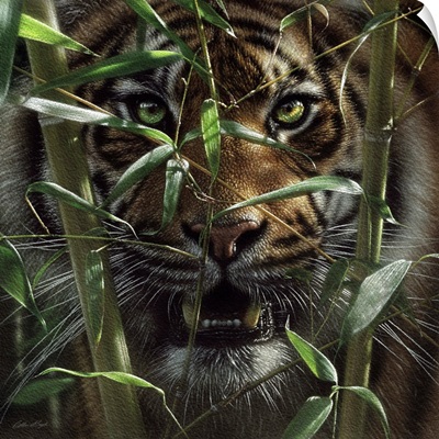 Bengal Tiger Male Bandhavgarh National Poster by Suzi Eszterhas - Fine Art  America