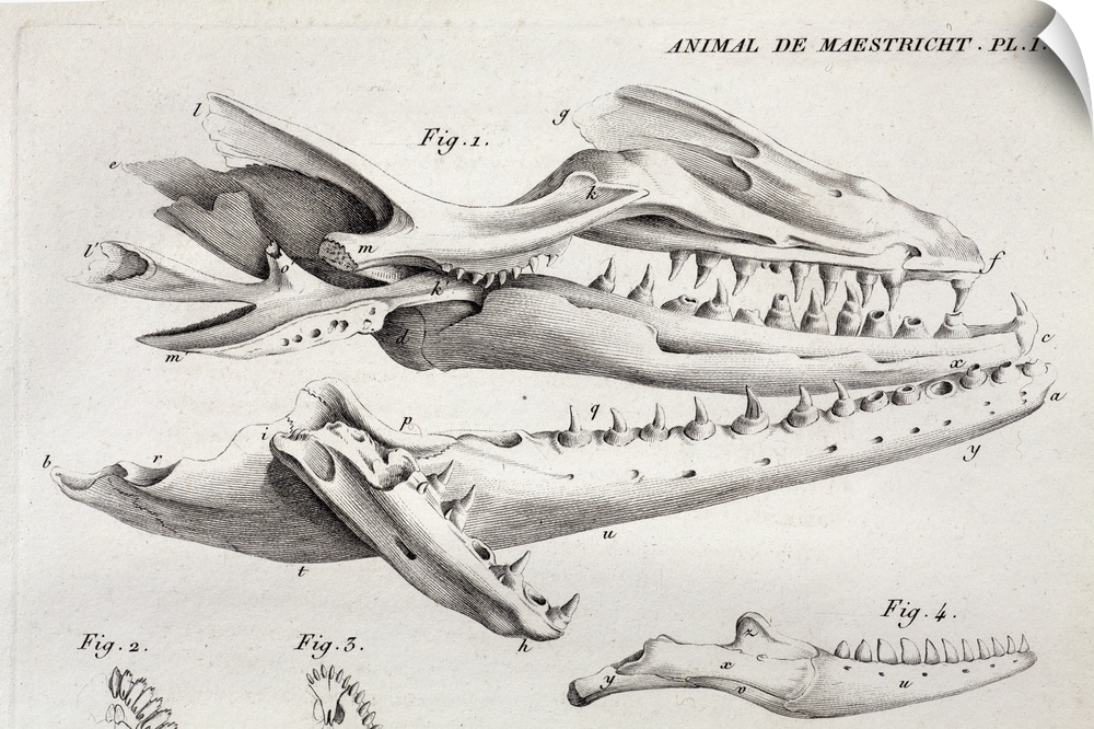 1812 Plate 1 of \the big fossil animal\ (later named Mosasaur hoffmanii) from Vol. III, Cuvier's \Ossamens Fossiles\. The ...