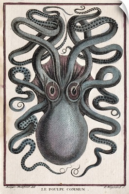 1801 Montfort Octopus Engraving Colour