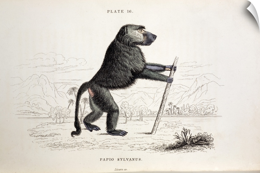 Papio sylvanus, Chacma baboon. Steel plate engraving with contemporary hand colouring from \The Naturalist's\ Mammalia, Vo...