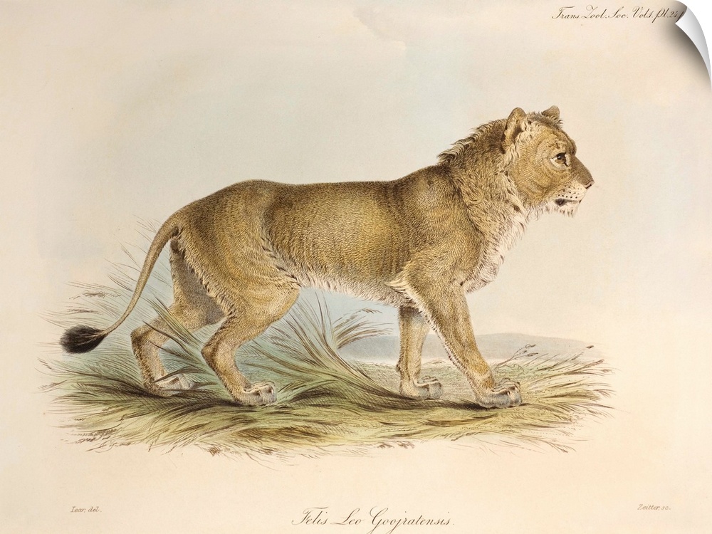 Plate 24 from Volume 1 Trans. Zool. Soc. London, 1835, \Some Account of the maneless Lion of Guzerat\ with contemporary ha...