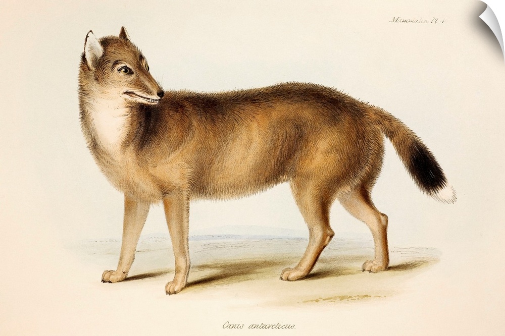 The extinct Falkland Island Wolf or Fox. Hand coloured lithograph, Plate IV, The Zoology of the Voyage of H.M.S. Beagle, e...