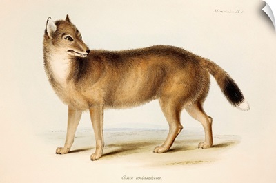 1839 Darwin's Falkland Island Fox Extinct