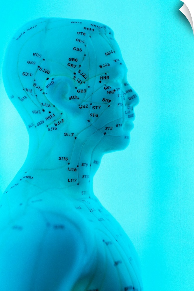 Acupuncture model. Head and upper body of a model of the human body marked with acupuncture points (labelled dots) and mer...