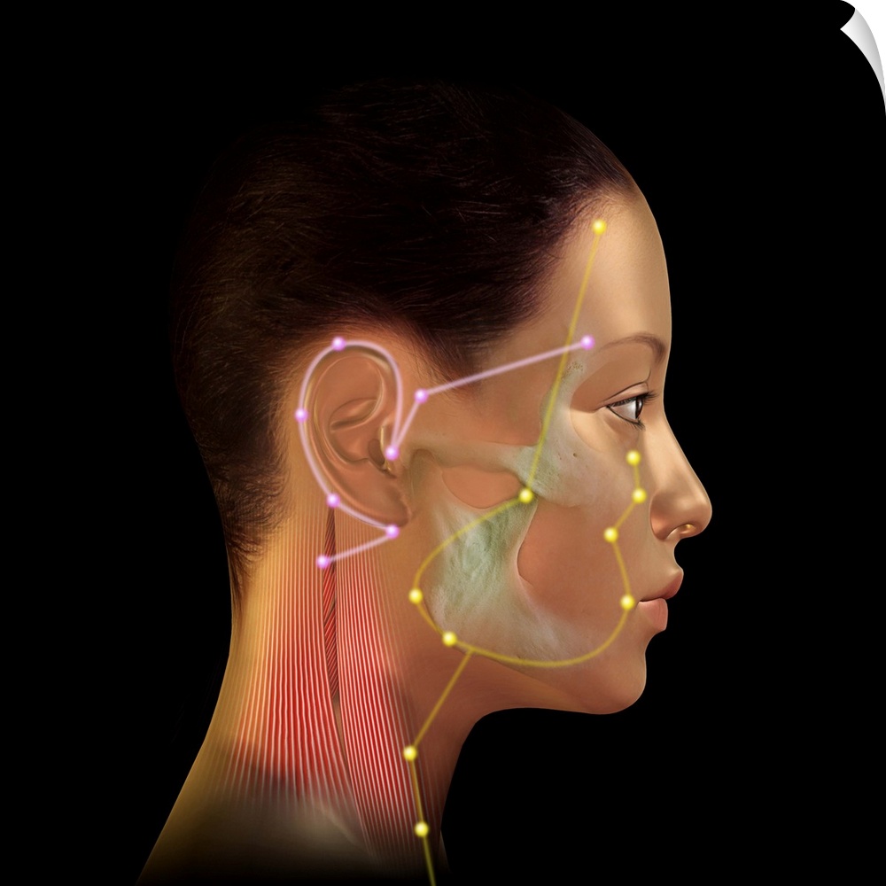 Acupuncture points. Artwork of a female human head illustrating acupuncture points (labelled dots) and meridians (coloured...
