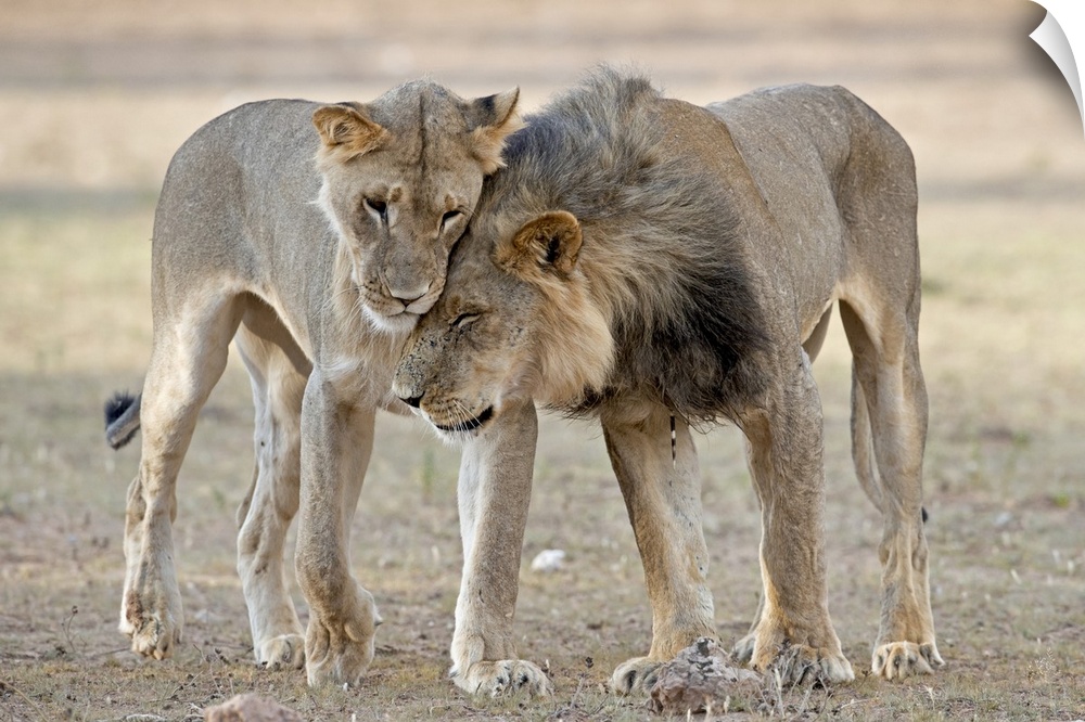 The image shows a juvenile male African Lion (Panthera Leo), without a mane, greeting a young male with a mane. The older ...