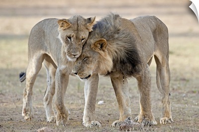 African Lions Showing Affection