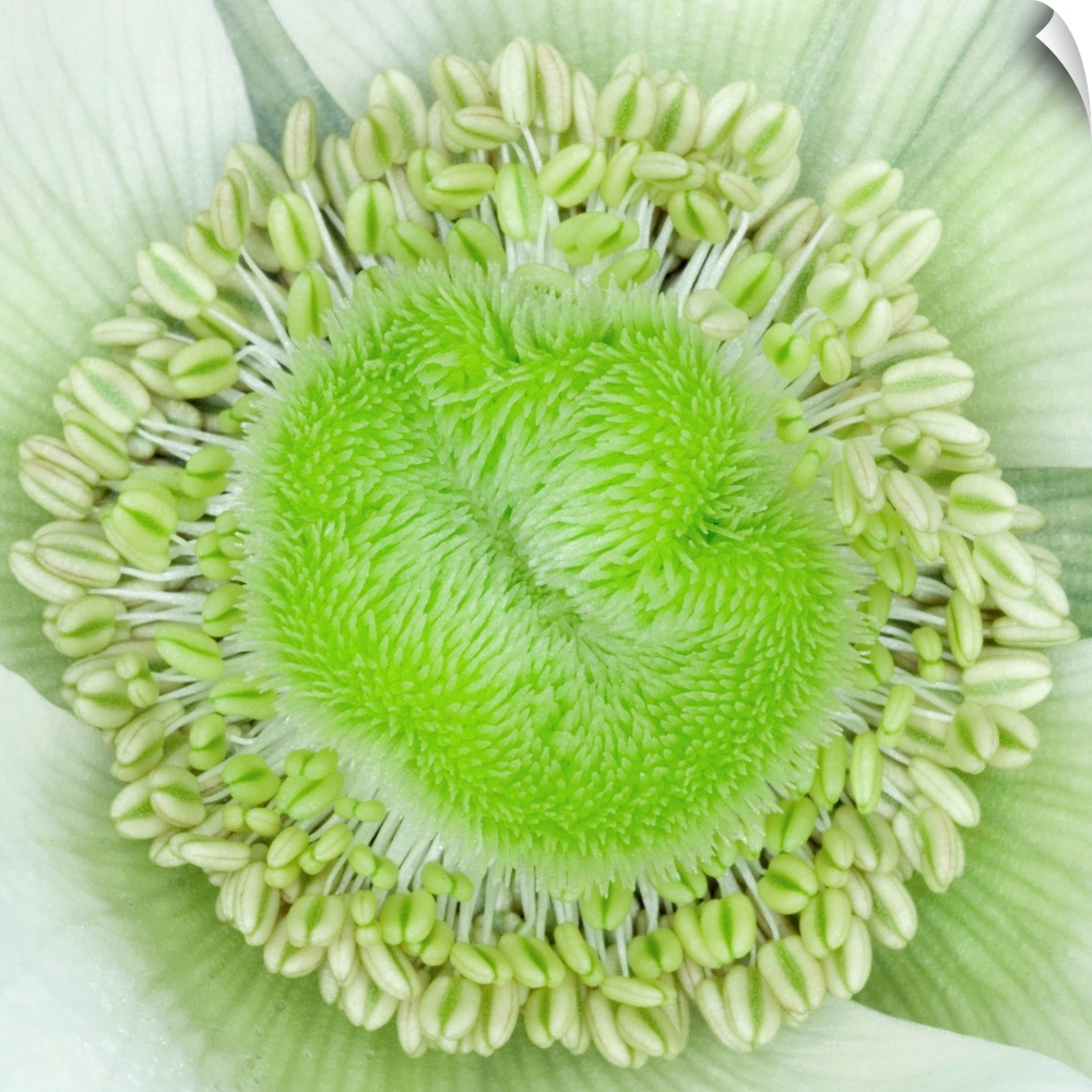 Anemone flower (Anemone sp.). Close-up showing reproductive organs.