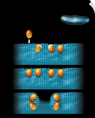 Antibiotic cell membrane effect, artwork