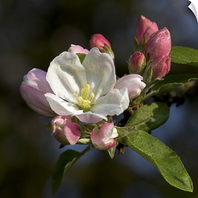 Apple blossom (Malus sp.)