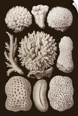 Arabian Corals, Historical Artwork, 1876