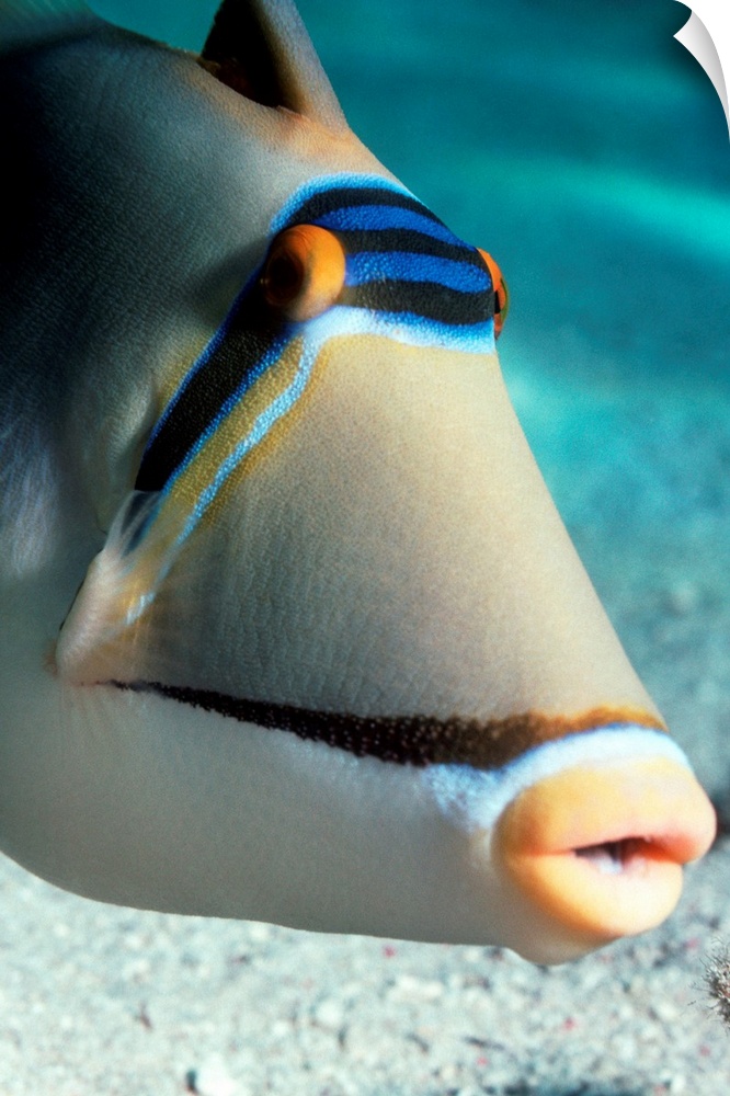 Arabian Picasso triggerfish (Rhinecanthus assasi). The Arabian Picasso triggerfish is found in shallow, sandy areas of cor...