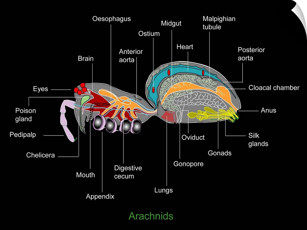 Arachnid anatomy. Computer artwork showing the main organs of a typical female arachnid.