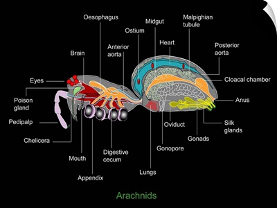 Arachnid anatomy, artwork