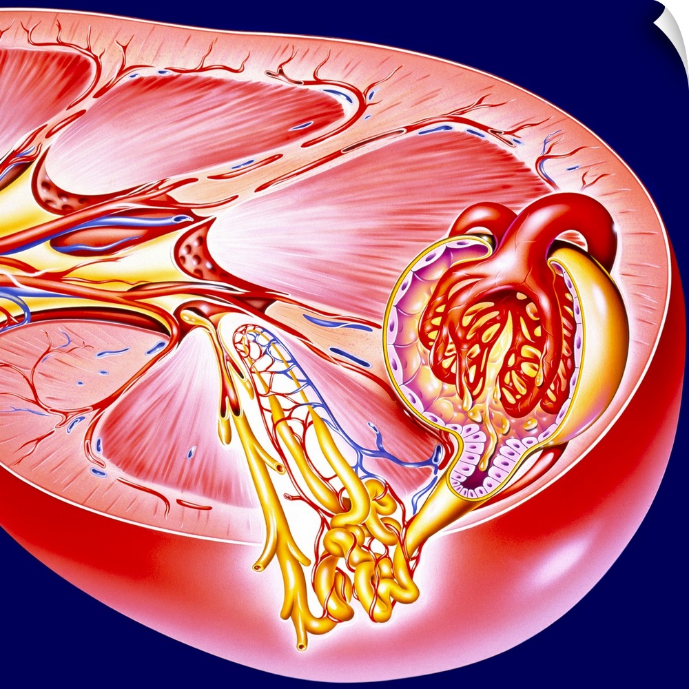 Kidney. Artwork of a section through a human kidney. The two kidneys excrete urine and regulate blood and electrolyte bala...