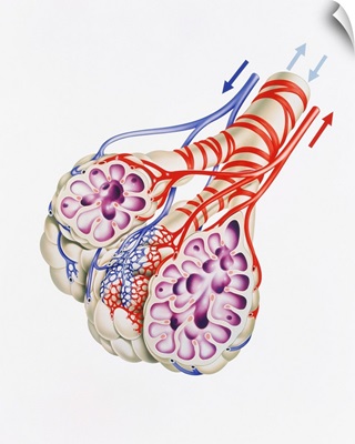 Artwork of alveoli