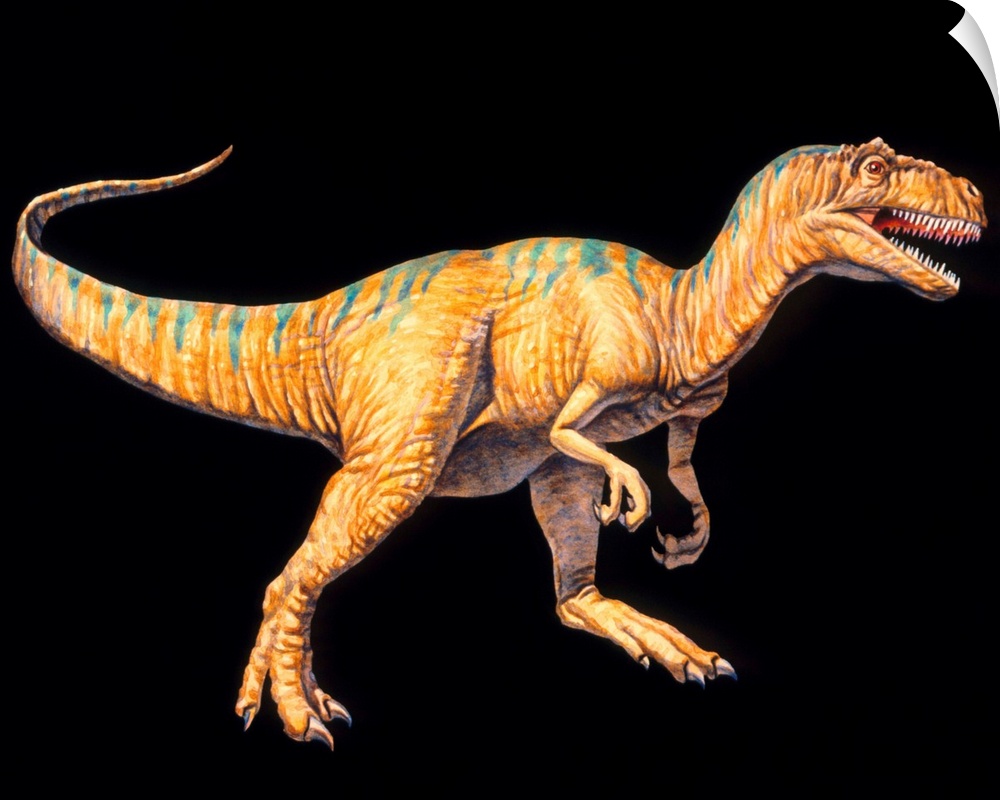 Allosaurus dinosaur. Artwork of an Allosaurus dinosaur (Allosaurus sp.). Allosaurs were large predatory dinosaurs during t...